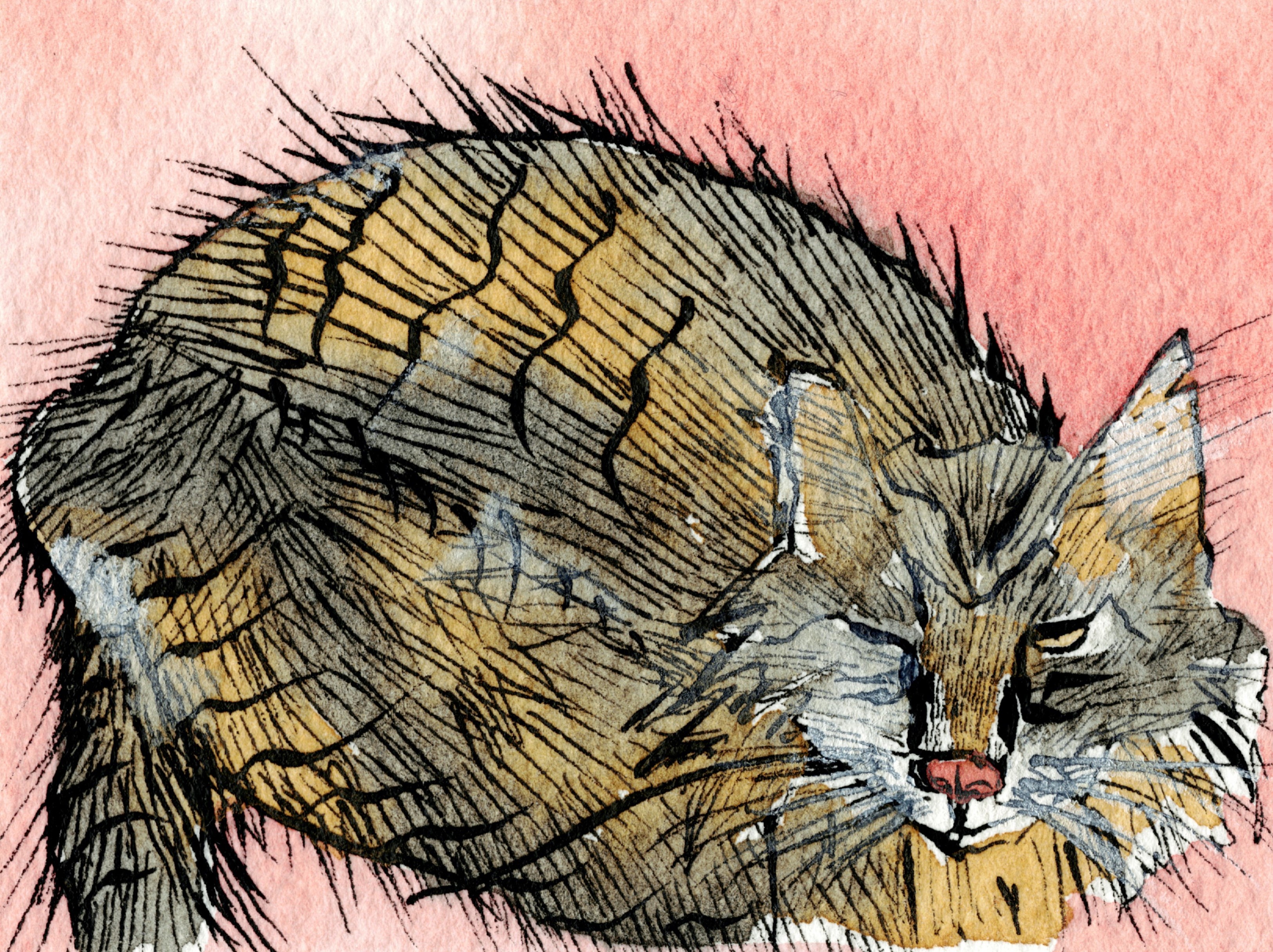 Henry, cat, ink, watercolor, works on paper