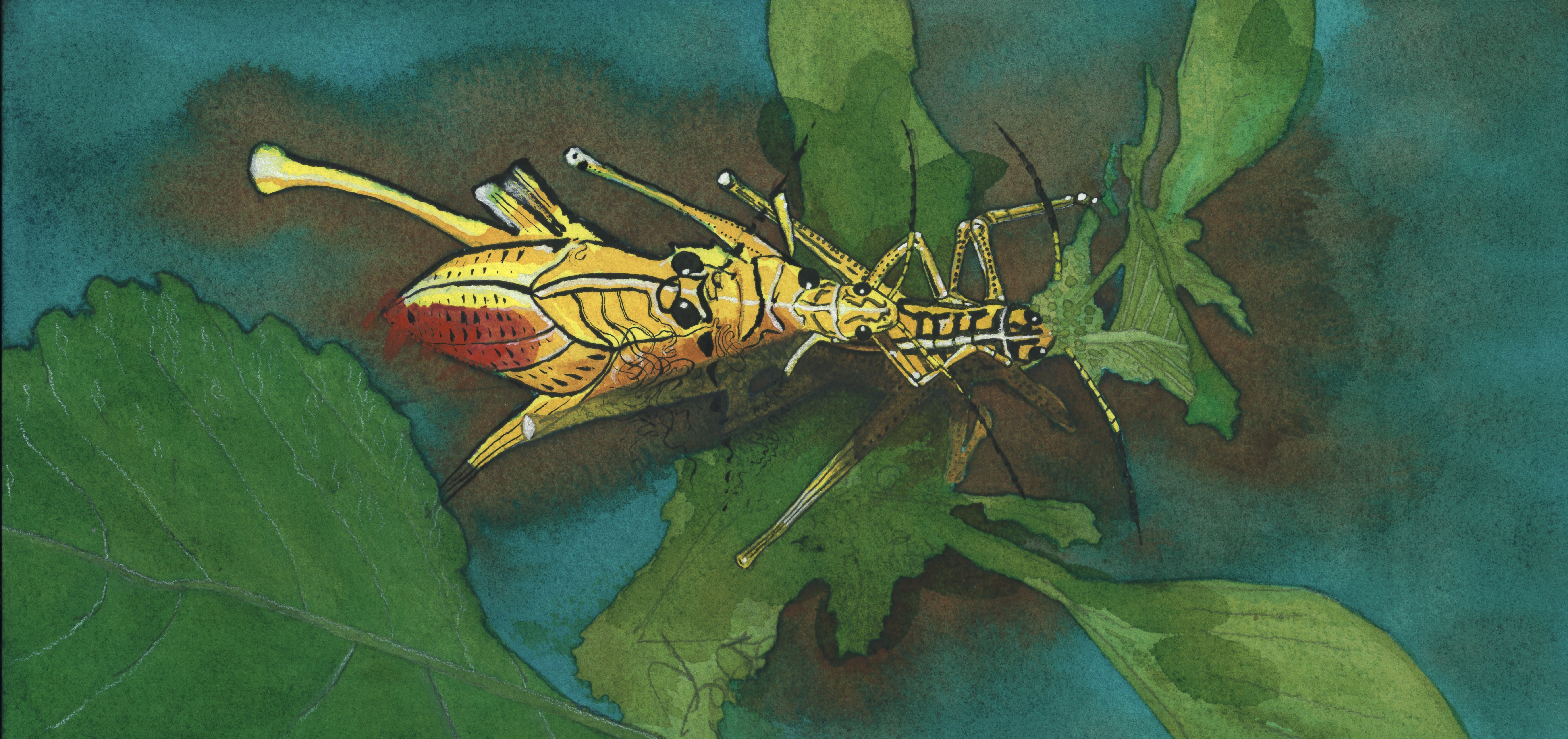 Eastern lubber grasshopper, Florida, FL, ink, watercolor, works on paper